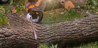 Balch Springs, TX Tree Care Company