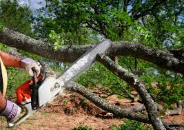 Best Hazardous Tree Removal  in Balch Springs, TX