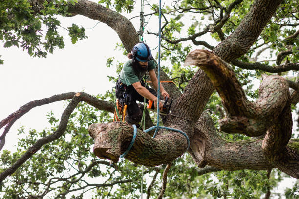 How Our Tree Care Process Works  in  Balch Springs, TX