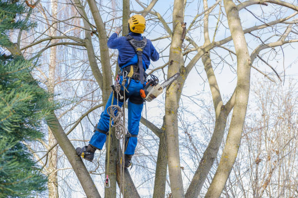 Best Fruit Tree Pruning  in Balch Springs, TX